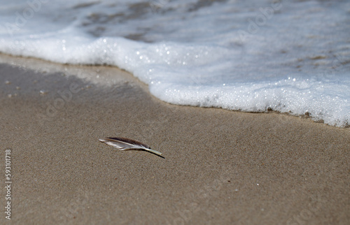 PLUMA Y MAR 