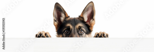 Captivating Portraits of a Lovable German Shepherd Puppy, Peeking Up from a White Wall.  Generative AI.