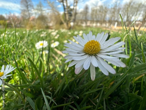 A lone daisy in a meadow