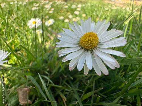 A lone daisy in a meadow