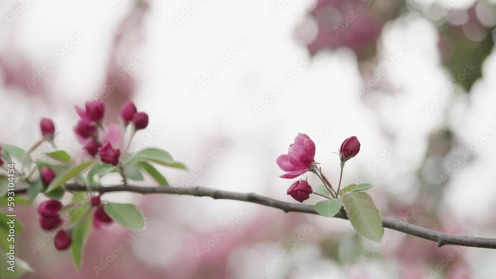 Slow motion handheld shot of spring magenta apple flowers closeup shot Slow motion handheld shot of spring magenta apple flowers closeup shot