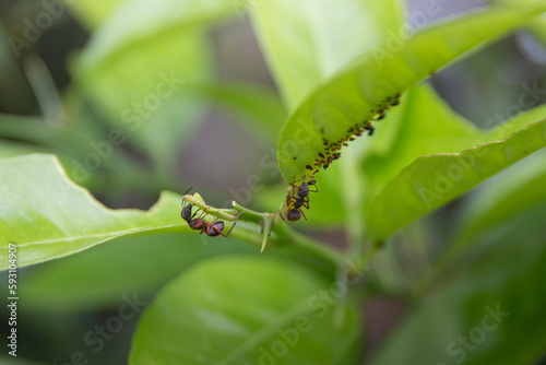 Formigas e pulgões em uma planta.