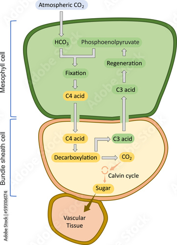 One of photosynthetic processes of carbon fixation in plants, C4 carbon fixation or the Hatch–Slack pathway