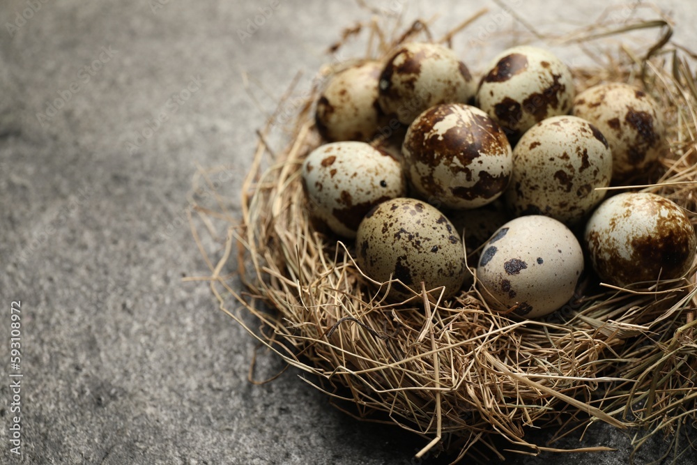 Nest with many speckled quail eggs on dark grey table. Space for text Nest with many speckled quail eggs on dark grey table. Space for text