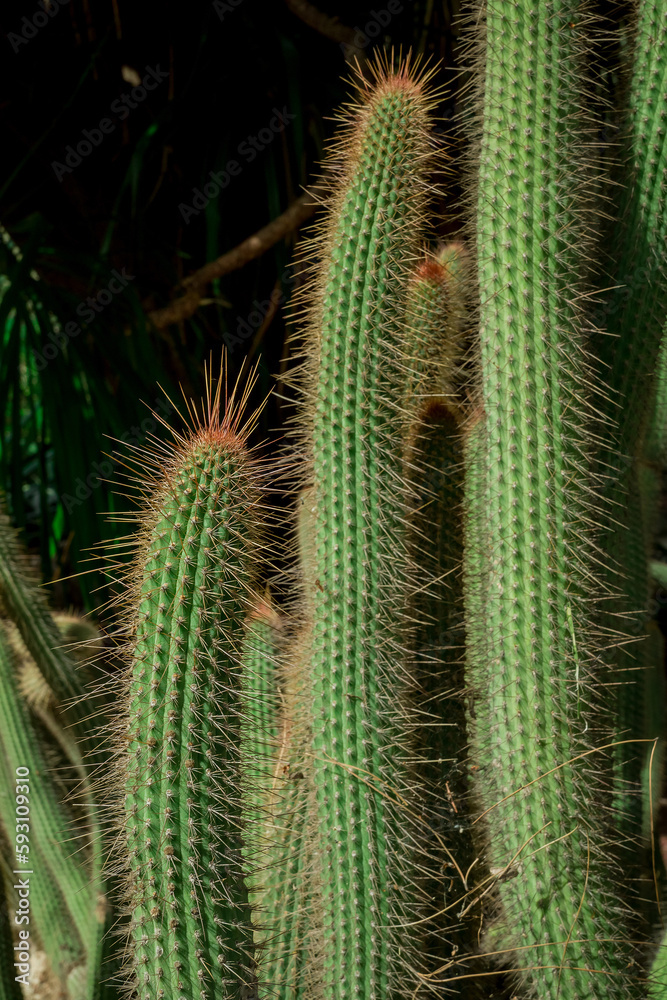 unusual cactus plant close up in garden unusual cactus plant close up in garden