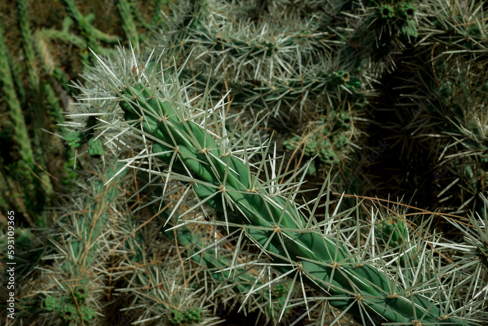 unusual  cactus plant close up in garden