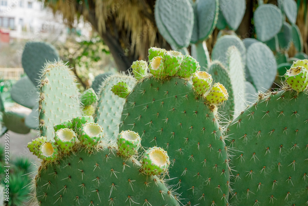 unusual cactus plant close up in garden unusual cactus plant close up in garden