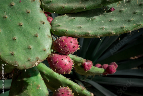 unusual  cactus plant close up in garden