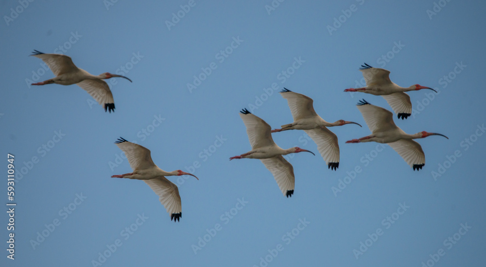 Fototapeta premium Family: A flock of American White Ibis streak across a clear blue sky in Saint Marys, Georgia.