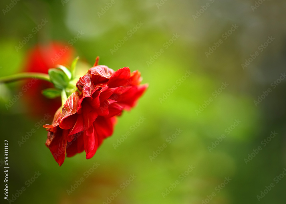 Red flower with blur background