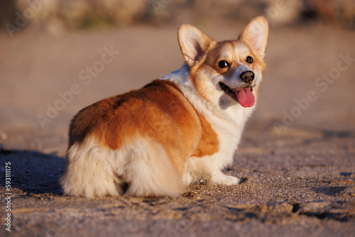 Red and white welsh corgi pembroke lying on the sandy beach, cute corgi butt
