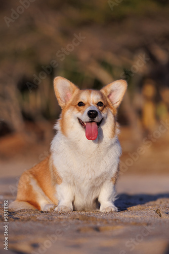 Red and white welsh corgi pembroke sitting on the sandy beach