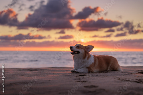 Welsh corgi pembroke lying on the sandy beach, beautiful sunset