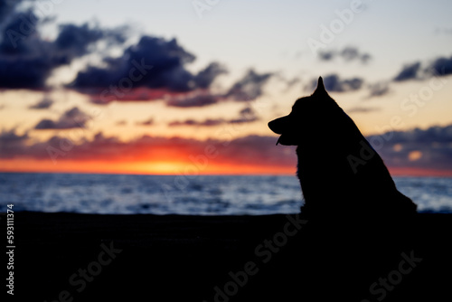 Fototapeta Naklejka Na Ścianę i Meble -  Silhouette of a welsh corgi pembroke sitting on the sandy beach, head in profile, beautiful sunset sky and blue ocean
