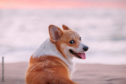 Portrait of a welsh corgi pembroke on the sandy beach