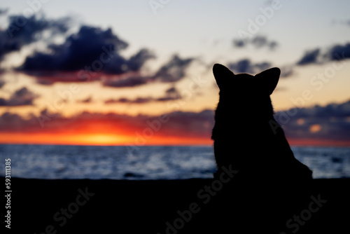 Silhouette of a welsh corgi pembroke sitting on the sandy beach, beautiful sunset sky and blue ocean © anya_titanya