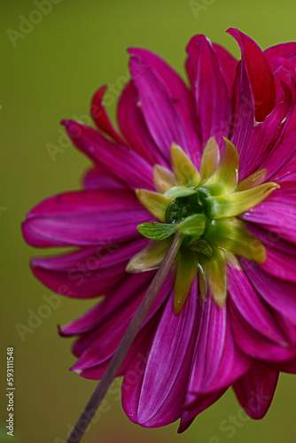 Pink flower with blur background