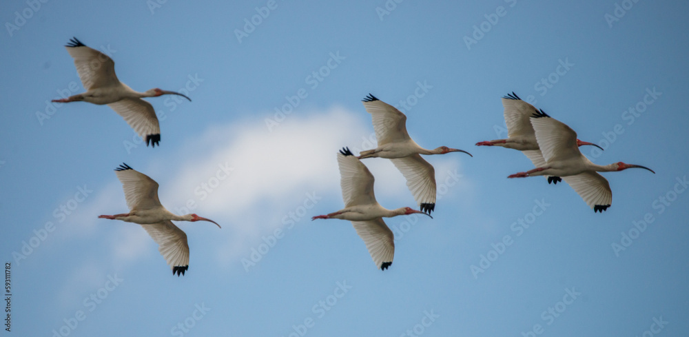 Fototapeta premium Close Fit: A flock of American White Ibis streak across a cloudy blue sky in Saint Marys, Georgia