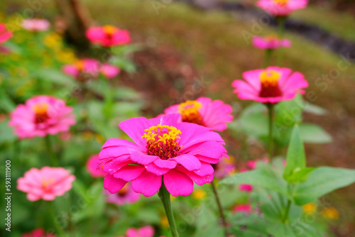 Pink flowers Zinnia blooming with selective focus