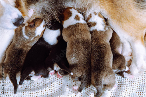 Adorable newborn welsh corgi puppies suck their mom. Natural feeding. Happy family. Pets. Childhood. Maintenance and feeding of pets. Dog breeding. Positive emotions. Raising puppies.