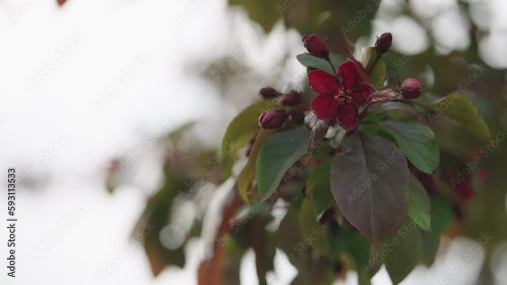 Slow motion handheld shot of spring magenta apple flowers closeup shot Slow motion handheld shot of spring magenta apple flowers closeup shot