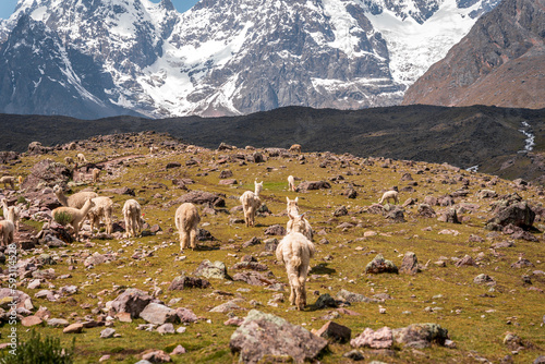 Ausangate trek trekking trail, Ausangate circuit, Cordillera Vilcanota, Cuzco region, Peru, Peruvian Andes mountains landscape, South America, llama, alpaca, animal, wild, andean camelid