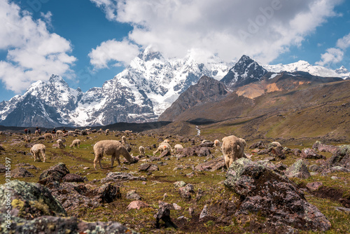 Ausangate trek trekking trail, Ausangate circuit, Cordillera Vilcanota, Cuzco region, Peru, Peruvian Andes mountains landscape, South America, llama, alpaca, animal, wild, andean camelid photo