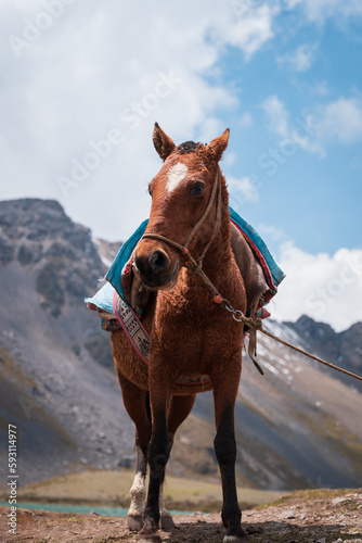 photograph of a beautiful horse near Nevado ausangate, Cusco, Peru