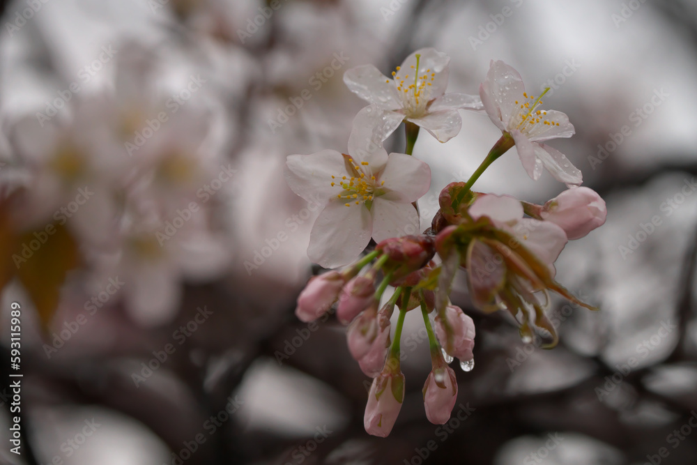 Obraz premium 雨天の桜