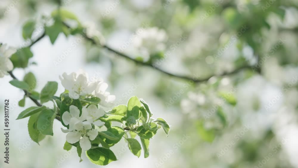 Slow motion handheld shot of spring white apple flowers closeup shot Slow motion handheld shot of spring white apple flowers closeup shot
