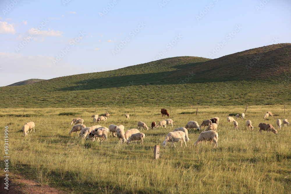A flock of sheep are eating grass on the grassland A flock of sheep are eating grass on the grassland