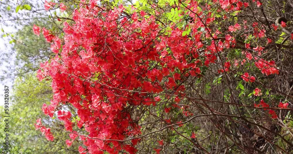 red flowers of azalea or Rhododendron simsii, a rhododendron species native to East Asia, grow on slopes in Hunan, China red flowers of azalea or Rhododendron simsii, a rhododendron species native to East Asia, grow on slopes in Hunan, China