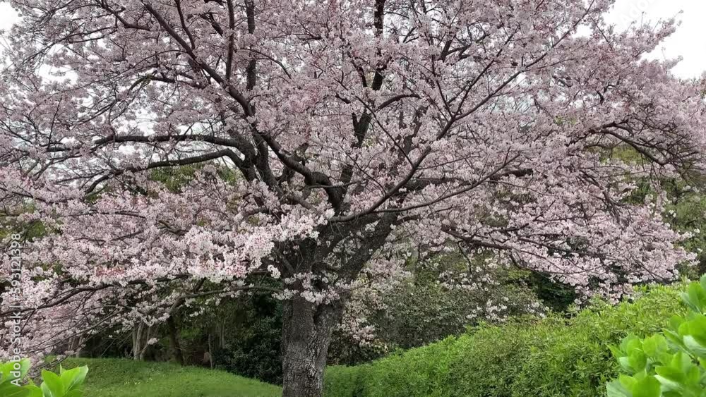 Cherry Blossom Wonder: Capturing the Beauty of Blossoms from Below in Hiromi Park, Fuji City, Japan Cherry Blossom Wonder: Capturing the Beauty of Blossoms from Below in Hiromi Park, Fuji City, Japan