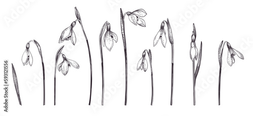 Snowdrop. Spring set with flowers and leaves. Vintage engraving style. Black.