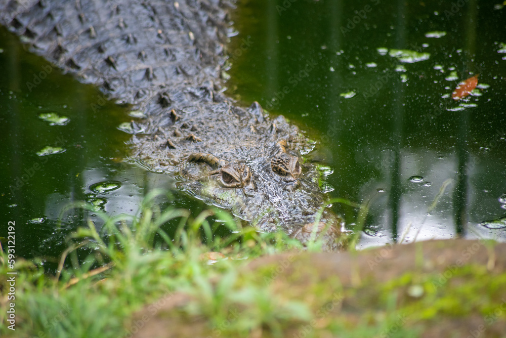 The saltwater crocodile, Crocodylus porosus is a crocodilian native to saltwater habitats and brackish wetlands The saltwater crocodile, Crocodylus porosus is a crocodilian native to saltwater habitats and brackish wetlands