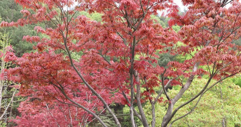 Japanese maple tree at peak foliage in Hunan, China Japanese maple tree at peak foliage in Hunan, China