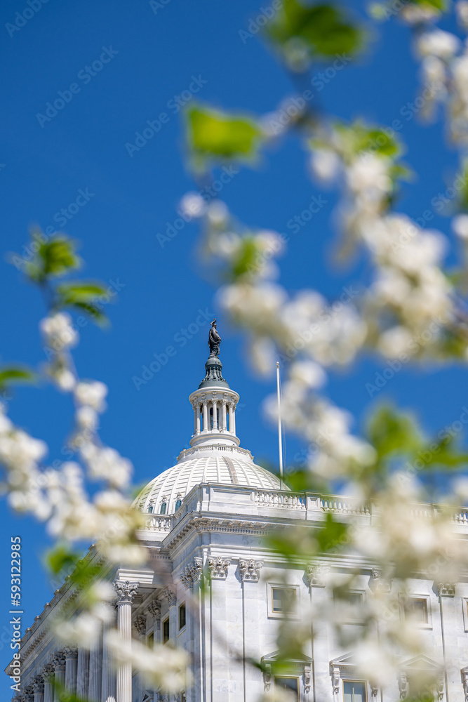 washington dc capitol in spring