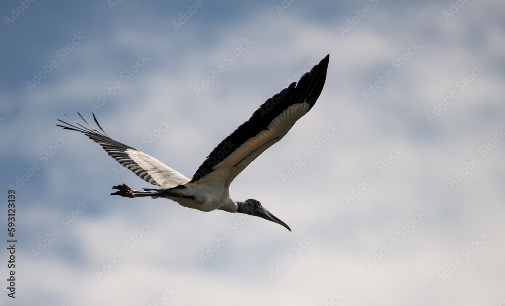 Obraz premium Above All That: A Wood Stork raises its expansive wings as it flies across a cloudy blue sky in Saint Marys, Georgia