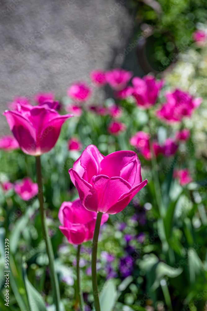 Obraz premium tulip