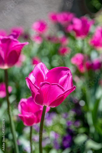 tulip