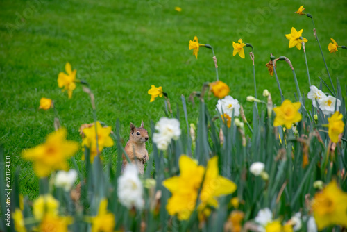 Small and lovely squirrel on a meadow among flowers during warm spring.