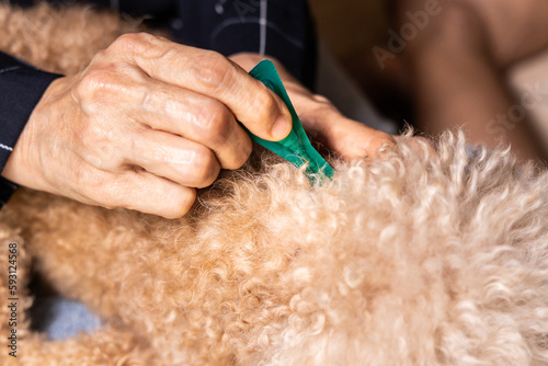 Close-up of person applying ticks, lice and mites control medicine on poodle pet dog with long fur