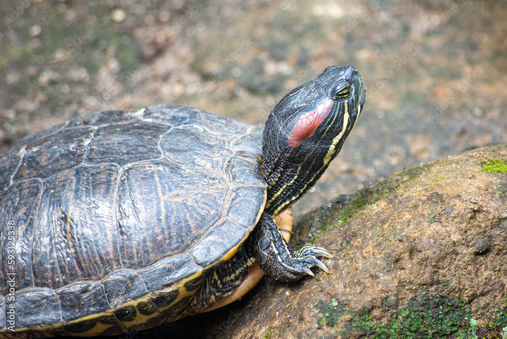 The pond slider, Trachemys scripta is a species of common, medium sized, semiaquatic turtle The pond slider, Trachemys scripta is a species of common, medium sized, semiaquatic turtle