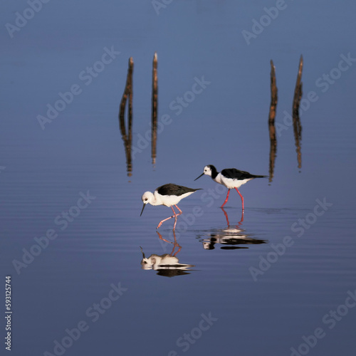 Two by two, Pied Stilt reflection