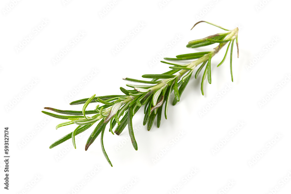 Fresh green sprig of rosemary isolated on a white background. green natural spices Fresh green sprig of rosemary isolated on a white background. green natural spices
