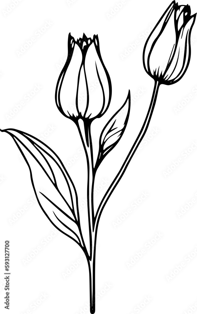 Obraz premium nature line art drawing flower doodle