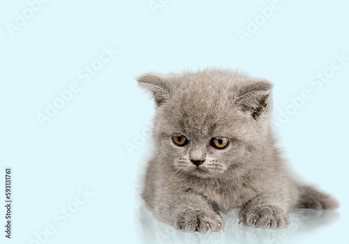 Cute young cat kitten posing on background.