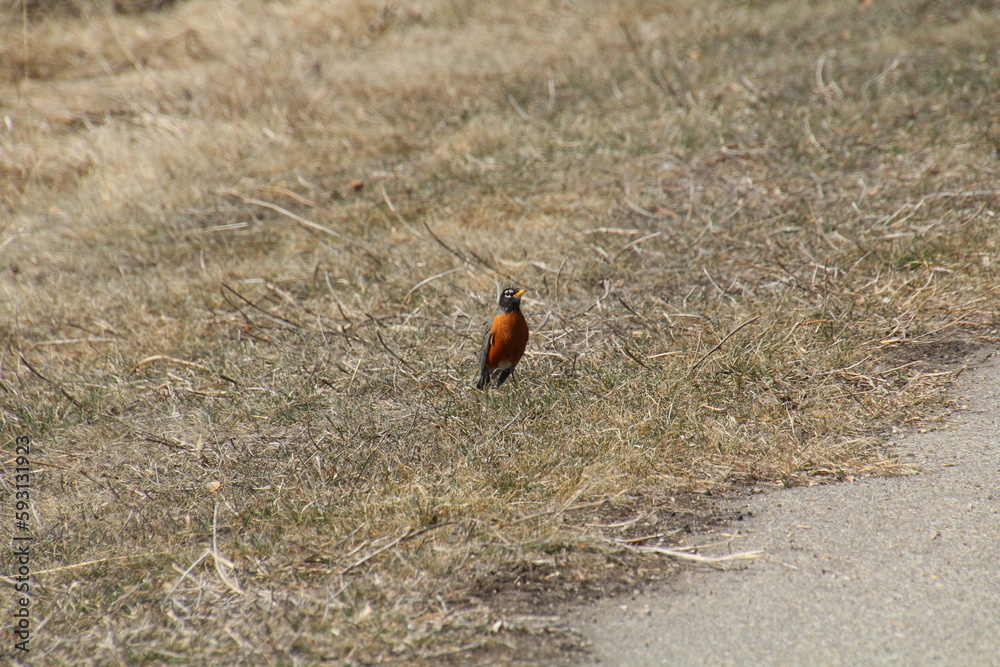 Obraz premium Robin In The Grass