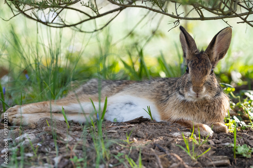 wild Eastern cottontail rabbit resting in the grass