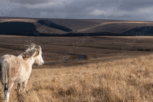 Obraz na plátně Welsh pony